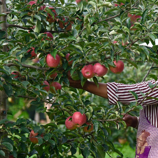 云南昭通丑苹果  汁水丰富  酸甜清脆   不催熟 不打腊 坚持原生态种植  口感 脆爽多汁每一口都是浓郁的幸福，天然造就好味道！ 商品图5