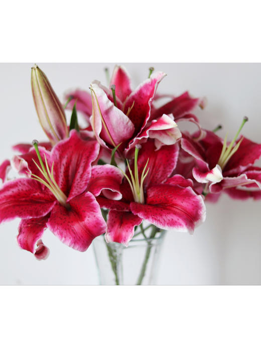 黑美人百合【你是声色张扬下我欲盖弥彰的温柔理想】简小姐精选香水百合 狐尾花瓣 A级 黑美人5枝多头 2束包邮 下单5天发货 商品图7