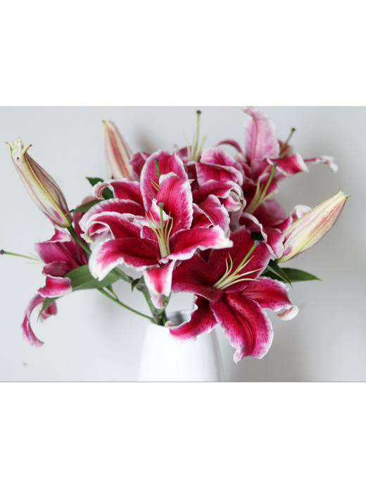 黑美人百合【你是声色张扬下我欲盖弥彰的温柔理想】简小姐精选香水百合 狐尾花瓣 A级 黑美人5枝多头 2束包邮 下单5天发货 商品图6