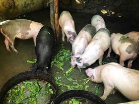 高山土猪肉、农家草猪肉，吃草粮养足一年，膘肥体壮，鲜香美味糯！