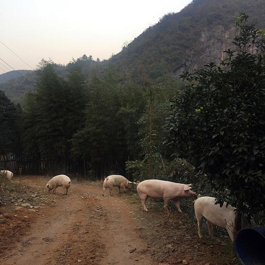 高山土猪肉、农家草猪肉，吃草粮养足一年，膘肥体壮，鲜香美味糯！ 商品图8