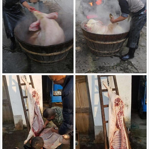 高山土猪肉、农家草猪肉，吃草粮养足一年，膘肥体壮，鲜香美味糯！ 商品图9