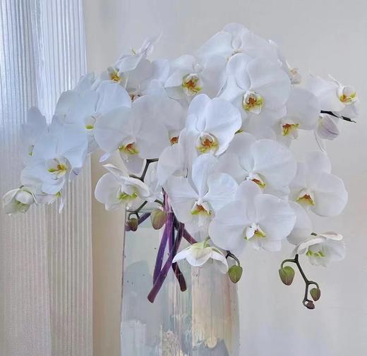 【幸福的来临】进口高质感--白蝴蝶兰  约6-7朵 商品图8