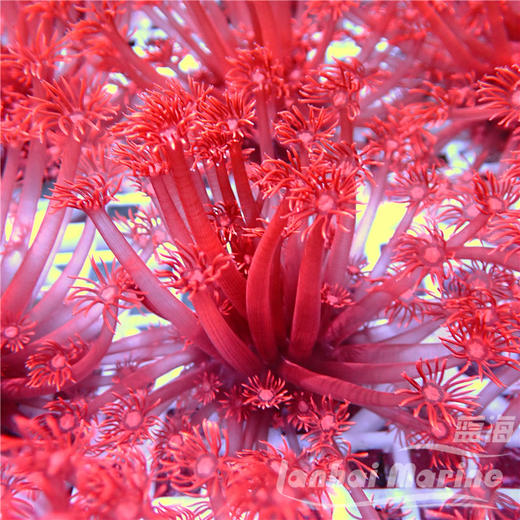 人工红单包 商品图5