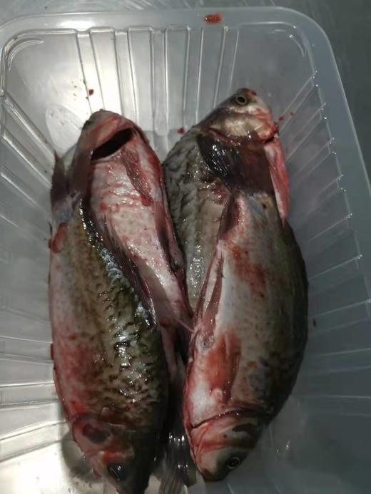 【预售】生态小鲫鱼（500g）活鱼仅限浙江上海客户，袋子氧气少，签收成功请立即打开袋子放盆里滴水哦、建议当天食用 商品图4