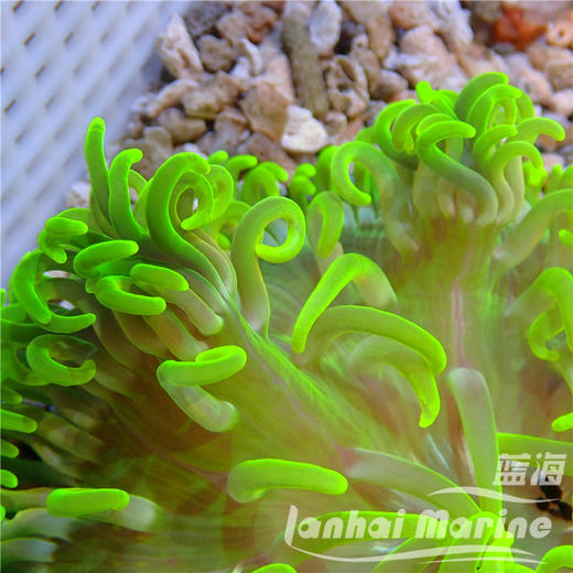 红肚葵-荧光绿须 商品图8