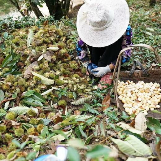 充五千送【新鲜野栗子(已剥壳）】500克分两袋装/真空/冷冻  限时赠送 商品图3