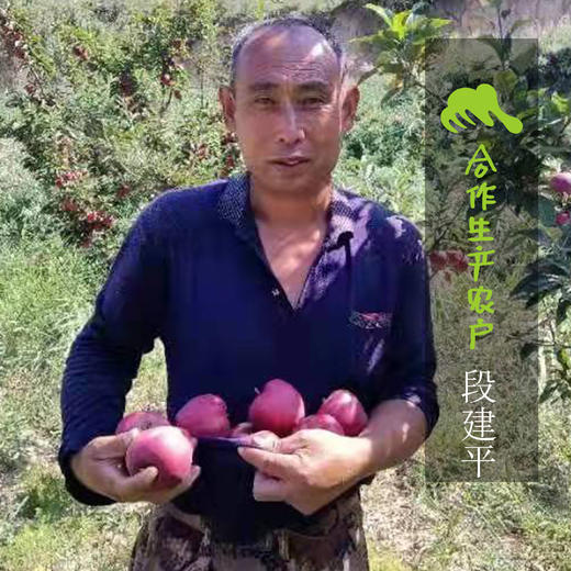 生态金冠苹果（黄元帅） | 合作生产 *Eco- apple | Coproduction 商品图1