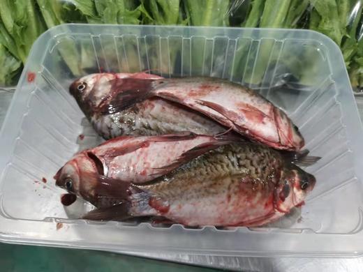 【预售】生态小鲫鱼（500g）活鱼仅限浙江上海客户，袋子氧气少，签收成功请立即打开袋子放盆里滴水哦、建议当天食用 商品图3
