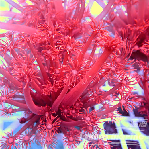 人工红单包 商品图4