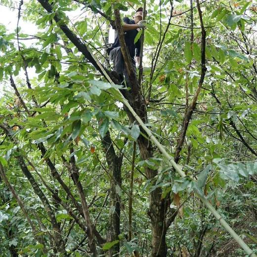 充五千送【新鲜野栗子(已剥壳）】500克分两袋装/真空/冷冻  限时赠送 商品图1