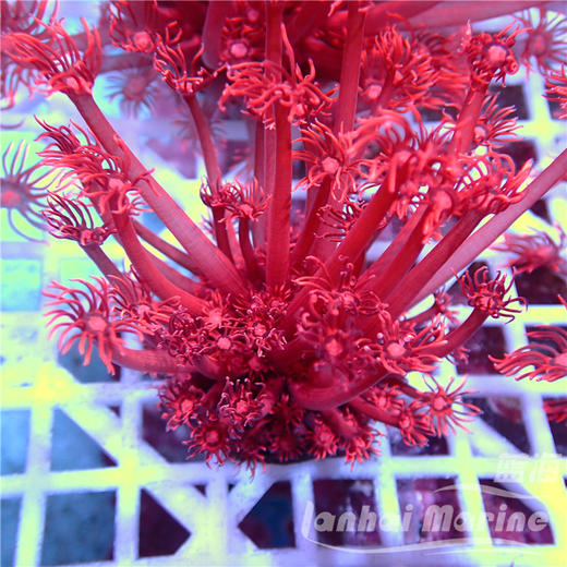 人工红单包 商品图3