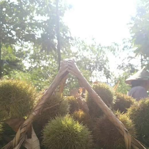 充五千送【新鲜野栗子(已剥壳）】500克分两袋装/真空/冷冻  限时赠送 商品图2