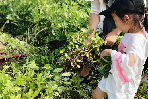 9.20中秋拔花生、野米饭、手做团扇（花好月圆）开始报名啦 商品图12