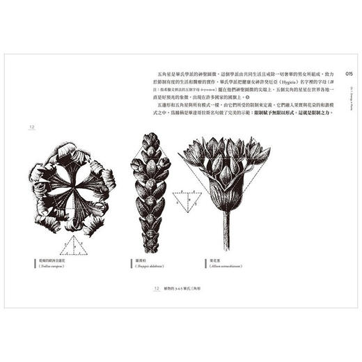 設計的jixian與無限：從東方到西方，從自然物到人造物，探索自然、藝術和建築中的秩序之美與比例和諧 商品图3