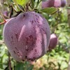 【云南昭通黑卡苹果】顺丰/京东到家 果肉粉面香甜 清甜可口 果香浓郁 当季罕见新鲜水果 现摘现发 3种规格任选 商品缩略图0