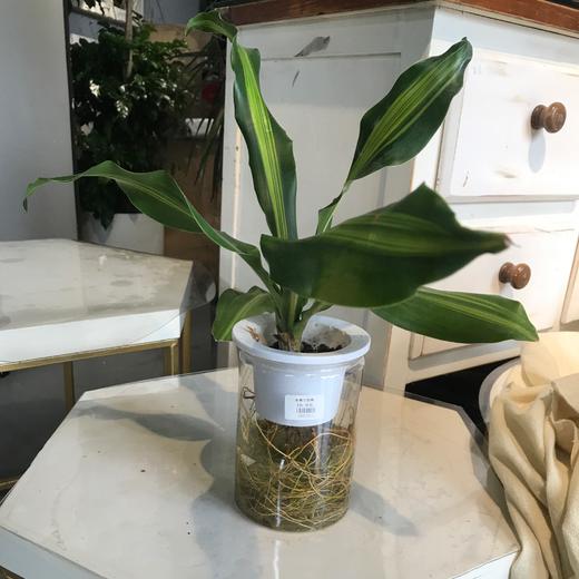 水培巴西铁 商品图0