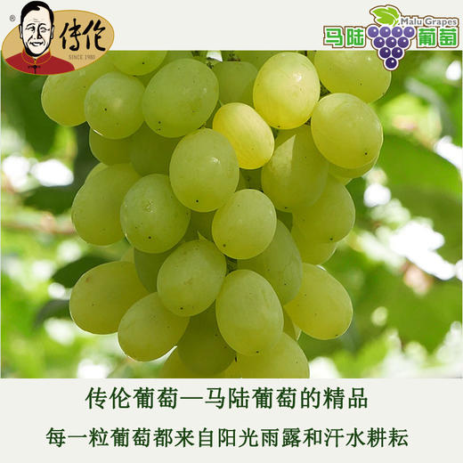 冰糖甜  白罗莎4斤装-传伦精品葡萄 商品图0