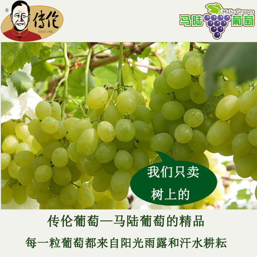 冰糖甜  白罗莎4斤装-传伦精品葡萄 商品图2