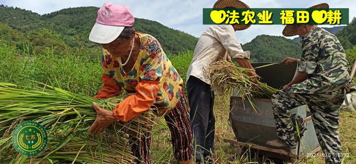 试售浙江仙居自然生态七不小麦面粉 1斤 无污染零添加  2021年冬种2022年5月收 七不种植 首季 商品图3