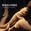 REPTIZOO爬虫UVB灯泡10.0灯管5.0陆龟蜥蜴乌龟补钙晒背灯 商品缩略图2