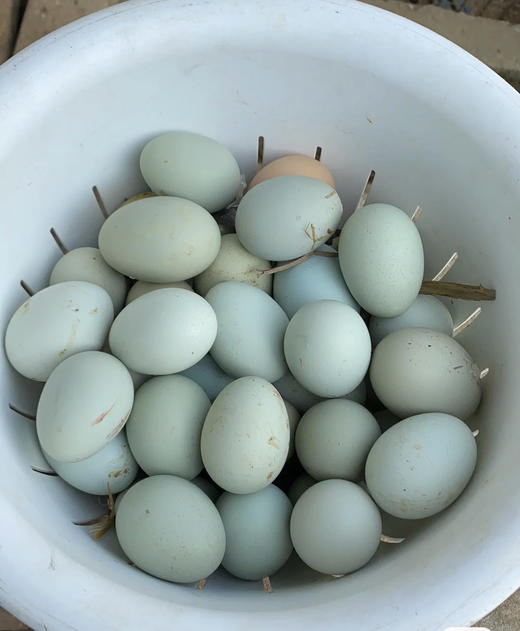 【活动特惠】永州土鸡蛋白壳/绿壳，收货请放冰箱冷藏保存，鸡蛋摆放方式小头朝下，大头朝上。个人方法保存不当一律不售后！满88包邮 商品图3