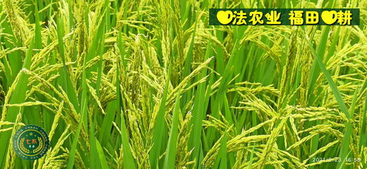 试售浙江仙居自然生态七不小麦面粉 1斤 无污染零添加  2021年冬种2022年5月收 七不种植 首季 商品图4