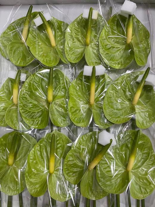 【绿光彩掌】米多蕊  绿掌 商品图5