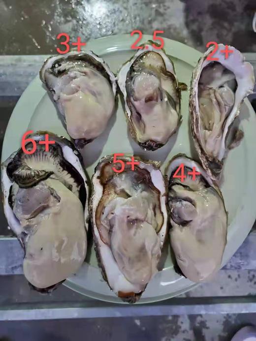 中国生蚝的品种图片