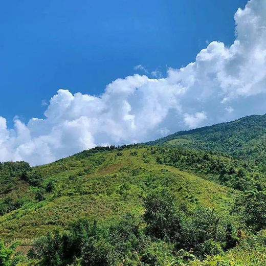 最后11饼，售罄绝版！！【积分兑换价：168元+100积分】【21年缅甸班章】普洱生茶茶叶云南普洱古700茶饼357g 商品图1