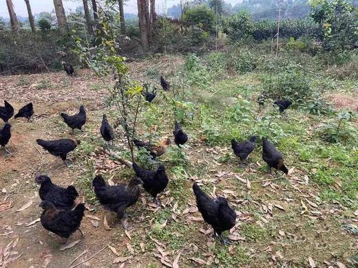 【活动特惠】永州土鸡蛋白壳/绿壳，收货请放冰箱冷藏保存，鸡蛋摆放方式小头朝下，大头朝上。个人方法保存不当一律不售后！满88包邮 商品图5