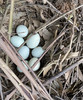【活动特惠】永州土鸡蛋白壳/绿壳，收货请放冰箱冷藏保存，鸡蛋摆放方式小头朝下，大头朝上。个人方法保存不当一律不售后！满88包邮 商品缩略图14