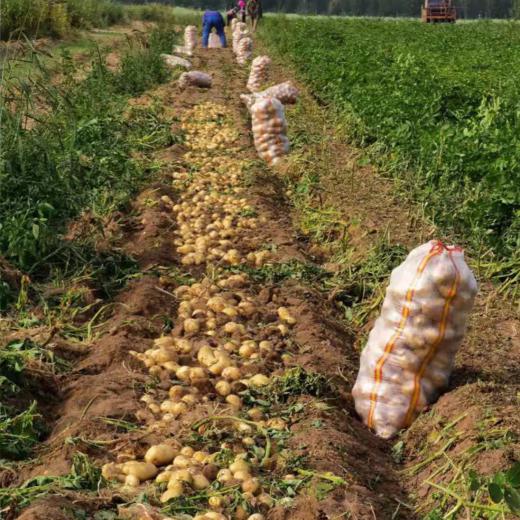 有机土豆/洋葱/胡萝卜，羊粪种植，有机认证，品质安心，顺丰/京东包邮，72小时发货急件慎拍！ 商品图4