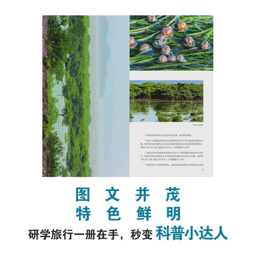 海岸守护神红树林 商品图2