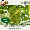 冰糖甜  白罗莎4斤装-传伦精品葡萄 商品缩略图1