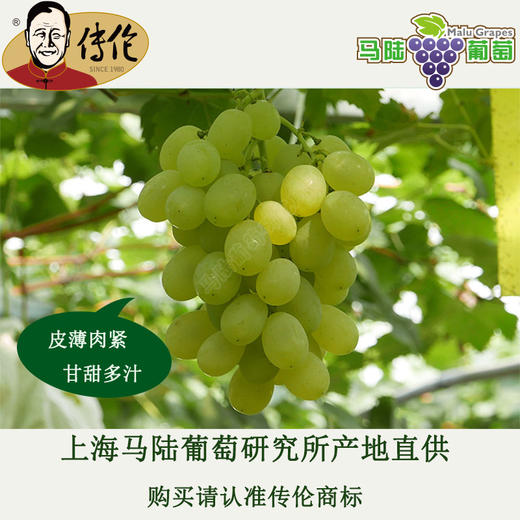 冰糖甜  白罗莎4斤装-传伦精品葡萄 商品图1