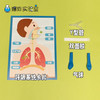 呼吸系统材料包 商品缩略图2