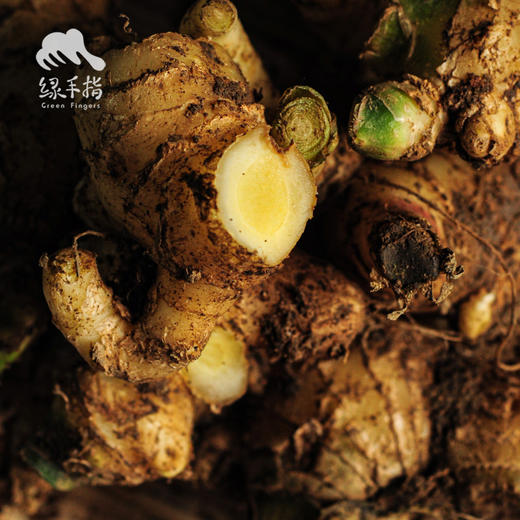 有机仔姜 | 绿家自产*Organic Tender Ginger| Self-production 商品图3