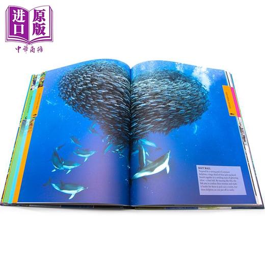 【中商原版】英文原版 DK 海洋儿童百科全书 Ocean A Children's Encyclopedia 海洋生物启蒙认知 全彩插图图解 DK儿童百科科普图书 精装 商品图2