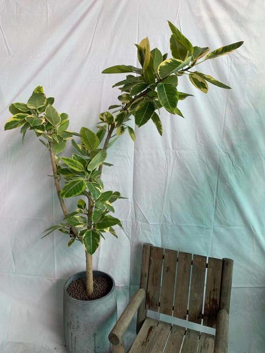 圆水泥盆-高山榕 商品图2