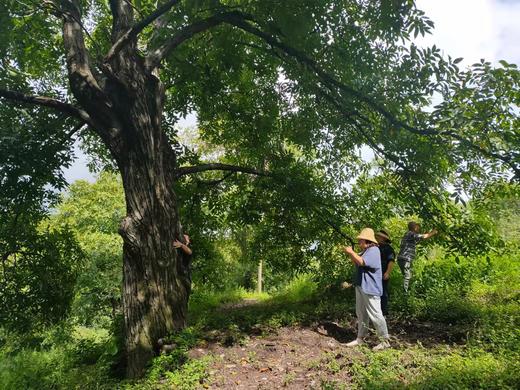 【买就送】云南野生古树核桃 (采用机器剥青皮 柴火烘干）！！ 商品图7