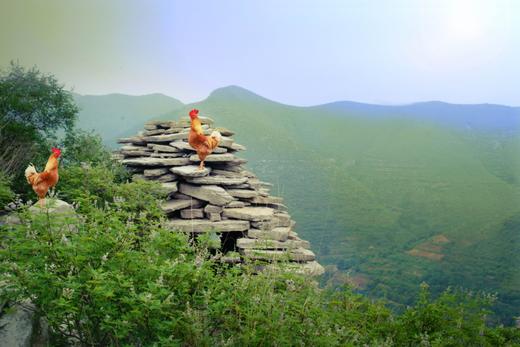 有机跑山鸡公鸡365天（3.4-3.8斤）【第2只6.5折】 商品图1