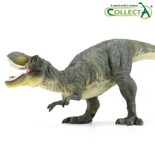 玩具Collecta我你他侏罗纪系列1:40暴龙	88251 商品图2