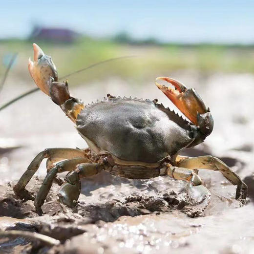 三门青蟹 原产地顺丰发货 商品图2