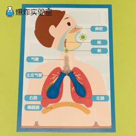 呼吸系统材料包