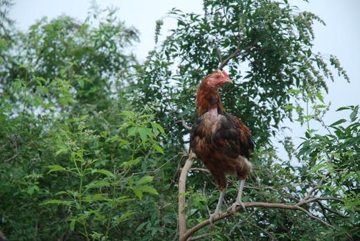 有机跑山老母鸡730天【第2只6.5折】 商品图7