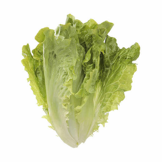 【蔬】生菜  一颗（约250g） 商品图1