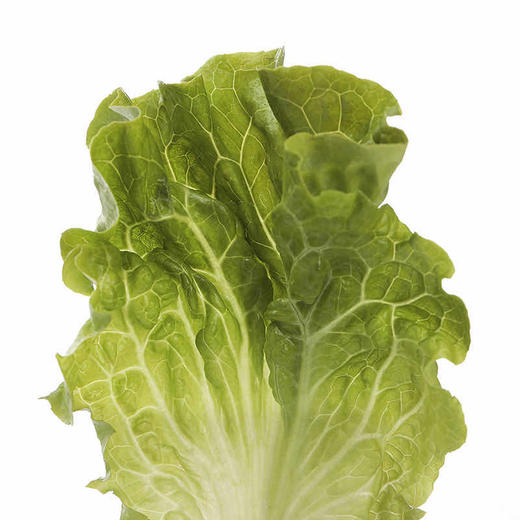 【蔬】生菜  一颗（约250g） 商品图2