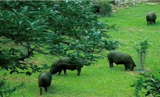 【赠品-单买不发货】赠品脊骨【购2份猪肉赠脊骨2斤，价值138元】 商品图1