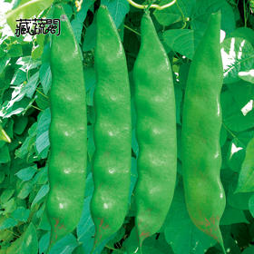 [庭院种子] 油豆角种子“绿优”
